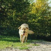 Come Proteggere la Salute delle Anche del Tuo Cane: Una Guida sulla Displasia Come Proteggere la Salute delle Anche del Tuo Cane: Una Guida sulla Displasia