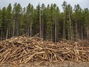 Coldiretti Piemonte: "Ue, bene il rinvio per il regolamento sulla deforestazione" Coldiretti Piemonte: "Ue, bene il rinvio per il regolamento sulla deforestazione"