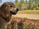 Amico Fido, l’app che aiuta a proteggere cani e gatti dai pericoli: oltre 35mila download in meno di un anno Amico Fido, l’app che aiuta a proteggere cani e gatti dai pericoli: oltre 35mila download in meno di un anno