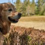 Amico Fido, l’app che aiuta a proteggere cani e gatti dai pericoli: oltre 35mila download in meno di un anno Amico Fido, l’app che aiuta a proteggere cani e gatti dai pericoli: oltre 35mila download in meno di un anno