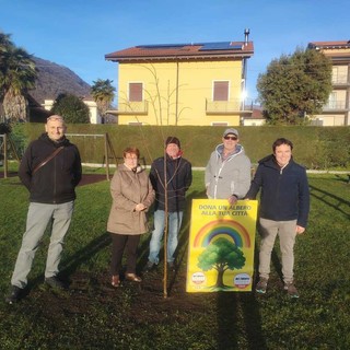 Movimento 5 Stelle Vco, si è conclusa l'iniziativa "Dona un albero alla tua città" Movimento 5 Stelle Vco, si è conclusa l'iniziativa "Dona un albero alla tua città"