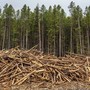 Coldiretti Piemonte: &quot;Ue, bene il rinvio per il regolamento sulla deforestazione&quot;