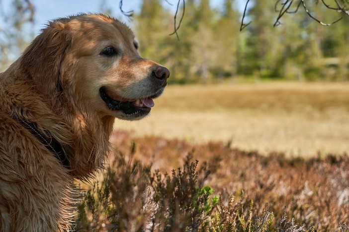 Amico Fido, l’app che aiuta a proteggere cani e gatti dai pericoli: oltre 35mila download in meno di un anno Amico Fido, l’app che aiuta a proteggere cani e gatti dai pericoli: oltre 35mila download in meno di un anno