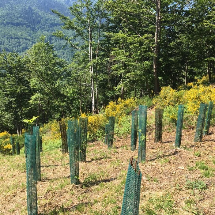 Finanziati i progetti di forestazione urbana, oltre 22 milioni per trasformare città e quartieri Finanziati i progetti di forestazione urbana, oltre 22 milioni per trasformare città e quartieri