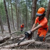 Foreste, la regione Piemonte anticipa il periodo di taglio dei castagni Foreste, la regione Piemonte anticipa il periodo di taglio dei castagni
