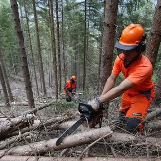 Foreste, la regione Piemonte anticipa il periodo di taglio dei castagni