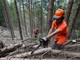 Foreste, la regione Piemonte anticipa il periodo di taglio dei castagni Foreste, la regione Piemonte anticipa il periodo di taglio dei castagni