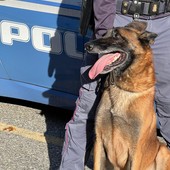 Omegna, controlli antidroga nelle scuole: segnalati tre minori Omegna, controlli antidroga nelle scuole: segnalati tre minori