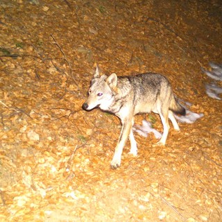 Polemica a Ornavasso per la serata sui lupi organizzata dal Parco Val Grande