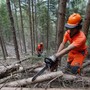 Foreste, la regione Piemonte anticipa il periodo di taglio dei castagni Foreste, la regione Piemonte anticipa il periodo di taglio dei castagni