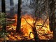 Incendi boschivi, in Piemonte scatta lo stato di massima pericolosità: ecco i divieti da rispettare Incendi boschivi, in Piemonte scatta lo stato di massima pericolosità: ecco i divieti da rispettare