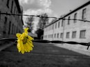 Il comune organizza un viaggio ad Auschwitz e Birkenau per non dimenticare Il comune organizza un viaggio ad Auschwitz e Birkenau per non dimenticare