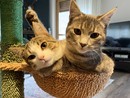 Con Asl Vco un corso gratuito per la formazione di tutor di colonia felina