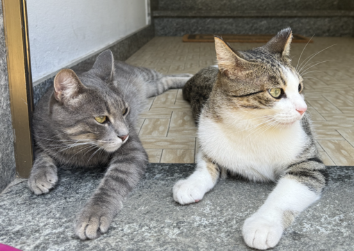 Villa San Remigio, Avs contro regione e comune: "Serve chiarezza sulla colonia felina" Villa San Remigio, Avs contro regione e comune: "Serve chiarezza sulla colonia felina"