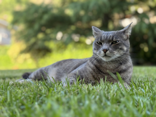 Il 17 febbraio è la Festa nazionale del Gatto, tutto su questi animali magici e affascinanti Il 17 febbraio è la Festa nazionale del Gatto, tutto su questi animali magici e affascinanti