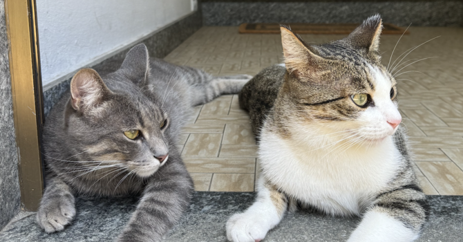 Villa San Remigio, Avs contro regione e comune: "Serve chiarezza sulla colonia felina" Villa San Remigio, Avs contro regione e comune: "Serve chiarezza sulla colonia felina"