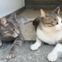 Villa San Remigio, Avs contro regione e comune: "Serve chiarezza sulla colonia felina" Villa San Remigio, Avs contro regione e comune: "Serve chiarezza sulla colonia felina"