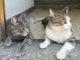 Villa San Remigio, Avs contro regione e comune: "Serve chiarezza sulla colonia felina" Villa San Remigio, Avs contro regione e comune: "Serve chiarezza sulla colonia felina"