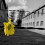 Il comune organizza un viaggio ad Auschwitz e Birkenau per non dimenticare