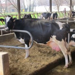 Coldiretti Piemonte,  Ue: serve Pac forte per garantire sovranità cibo
