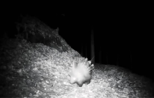 Istrice avvistato in una valle dell’Ossola: primo riscontro certo nel Nord Piemonte