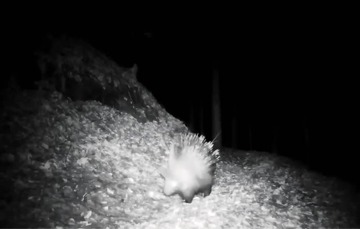 Istrice avvistato in una valle dell’Ossola: primo riscontro certo nel Nord Piemonte