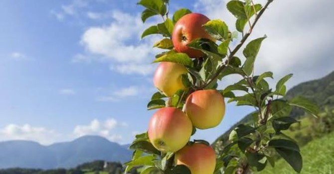 Mele piemontesi, raccolta anticipata per il caldo e produzione in crescita Mele piemontesi, raccolta anticipata per il caldo e produzione in crescita