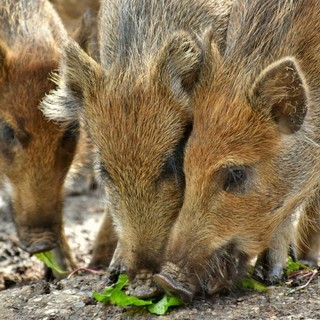 Danni da fauna selvatica, Coldiretti Piemonte: "Risarcimenti insufficienti, penalizzate le aziende agricole"