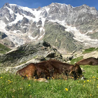 La storia millenaria dell'Alpe Pedriola tra storia, biodiversità e tradizione: doppio appuntamento a Fomarco e in quota