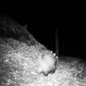 Istrice avvistato in una valle dell’Ossola: primo riscontro certo nel Nord Piemonte Istrice avvistato in una valle dell’Ossola: primo riscontro certo nel Nord Piemonte