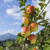Mele piemontesi, raccolta anticipata per il caldo e produzione in crescita