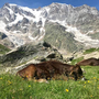 La storia millenaria dell'Alpe Pedriola tra storia, biodiversità e tradizione: doppio appuntamento a Fomarco e in quota La storia millenaria dell'Alpe Pedriola tra storia, biodiversità e tradizione: doppio appuntamento a Fomarco e in quota
