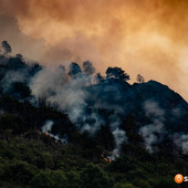 Incendi in Ossola, Ferroni: "Boschi abbandonati, serve una gestione concreta della montagna"