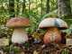 Funghi sicuri nei boschi del Vco: controlli attivi a Verbania, Omegna e Domodossola Funghi sicuri nei boschi del Vco: controlli attivi a Verbania, Omegna e Domodossola