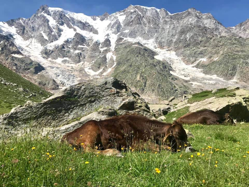 La storia millenaria dell'Alpe Pedriola tra storia, biodiversità e tradizione: doppio appuntamento a Fomarco e in quota La storia millenaria dell'Alpe Pedriola tra storia, biodiversità e tradizione: doppio appuntamento a Fomarco e in quota