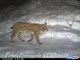 In un video della Polizia Provinciale ripresa una lince in Ossola VIDEO In un video della Polizia Provinciale ripresa una lince in Ossola VIDEO
