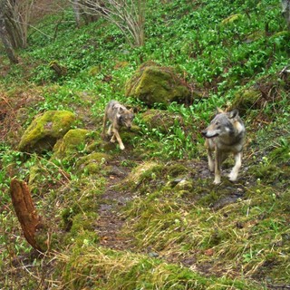 Svizzera, in cinque mesi abbattuti 89 lupi