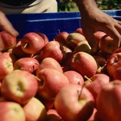 Dai frutteti alla tavola: la filiera corta di Lagnasco Group Dai frutteti alla tavola: la filiera corta di Lagnasco Group