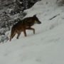 &quot;Il ritorno dei grandi predatori nel Vco&quot;: un incontro divulgativo a Ornavasso