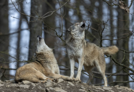 Indennizzi agli allevatori piemontesi per i danni causati dai lupi, aperto bando da 383 mila euro