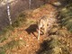 Gregge minacciato dai lupi, allevatrice in salvo grazie ai cani da guardia