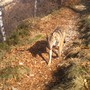 Gregge minacciato dai lupi, allevatrice in salvo grazie ai cani da guardia