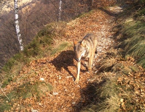 Gregge minacciato dai lupi, allevatrice in salvo grazie ai cani da guardia