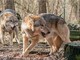 Lupi, commissione tutela animali: &quot;Declassamento ingiustificato&quot;
