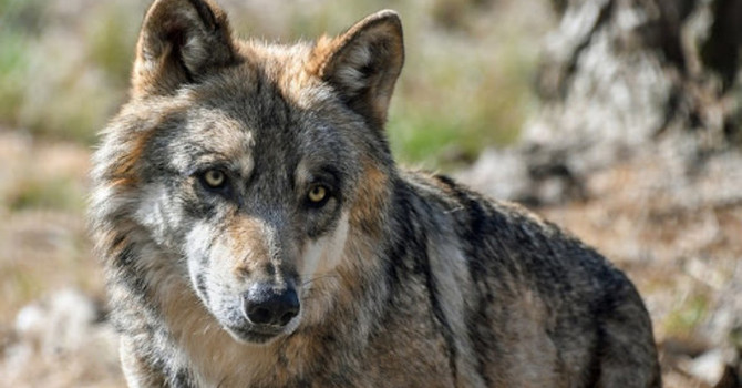Lupo in Piemonte, Protopapa (Lega) chiede l’avvio dei piani di gestione e controllo