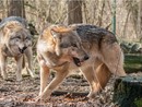 Lupi, commissione tutela animali: "Declassamento ingiustificato"
