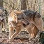 Vallese, chiesto l'abbattimento di due branchi di lupi