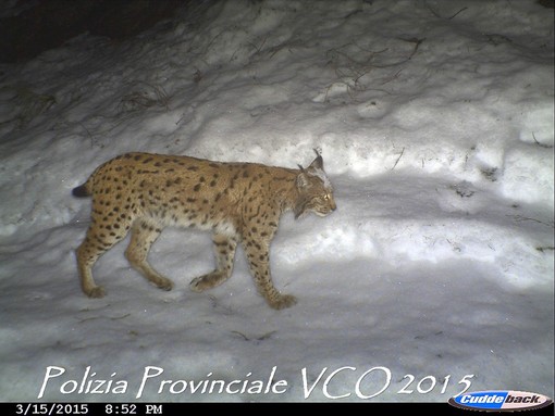 In un video della Polizia Provinciale ripresa una lince in Ossola VIDEO In un video della Polizia Provinciale ripresa una lince in Ossola VIDEO
