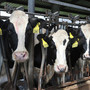 Coldiretti Piemonte sulla filiera della carne: &quot;Dare priorità a redditività imprese e sovranità alimentare&quot;