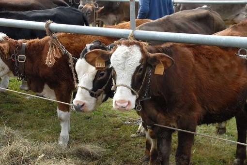 A Premeno torna la Fiera agricola dell’Alto Verbano: una giornata tra animali, tradizioni e divertimento A Premeno torna la Fiera agricola dell’Alto Verbano: una giornata tra animali, tradizioni e divertimento